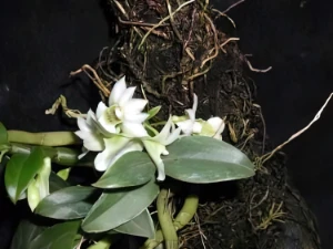 Bild von Dendrobium oligophyllum 1